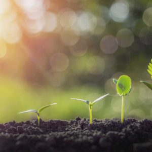 shutterstock_1408171376 Una pastorale ancora in grado di stupire